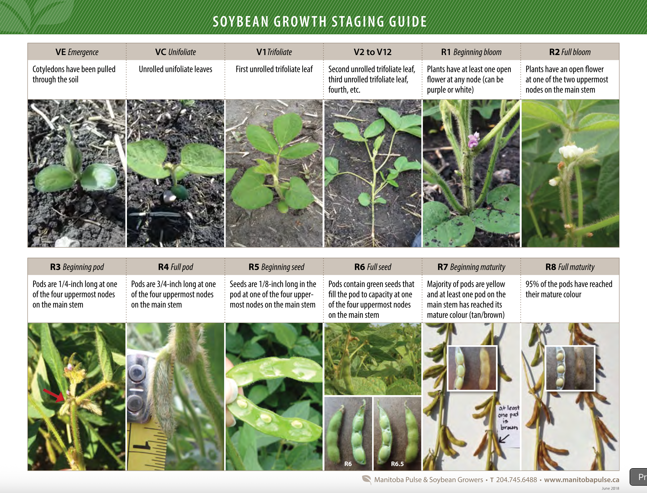 Growth Monitoring